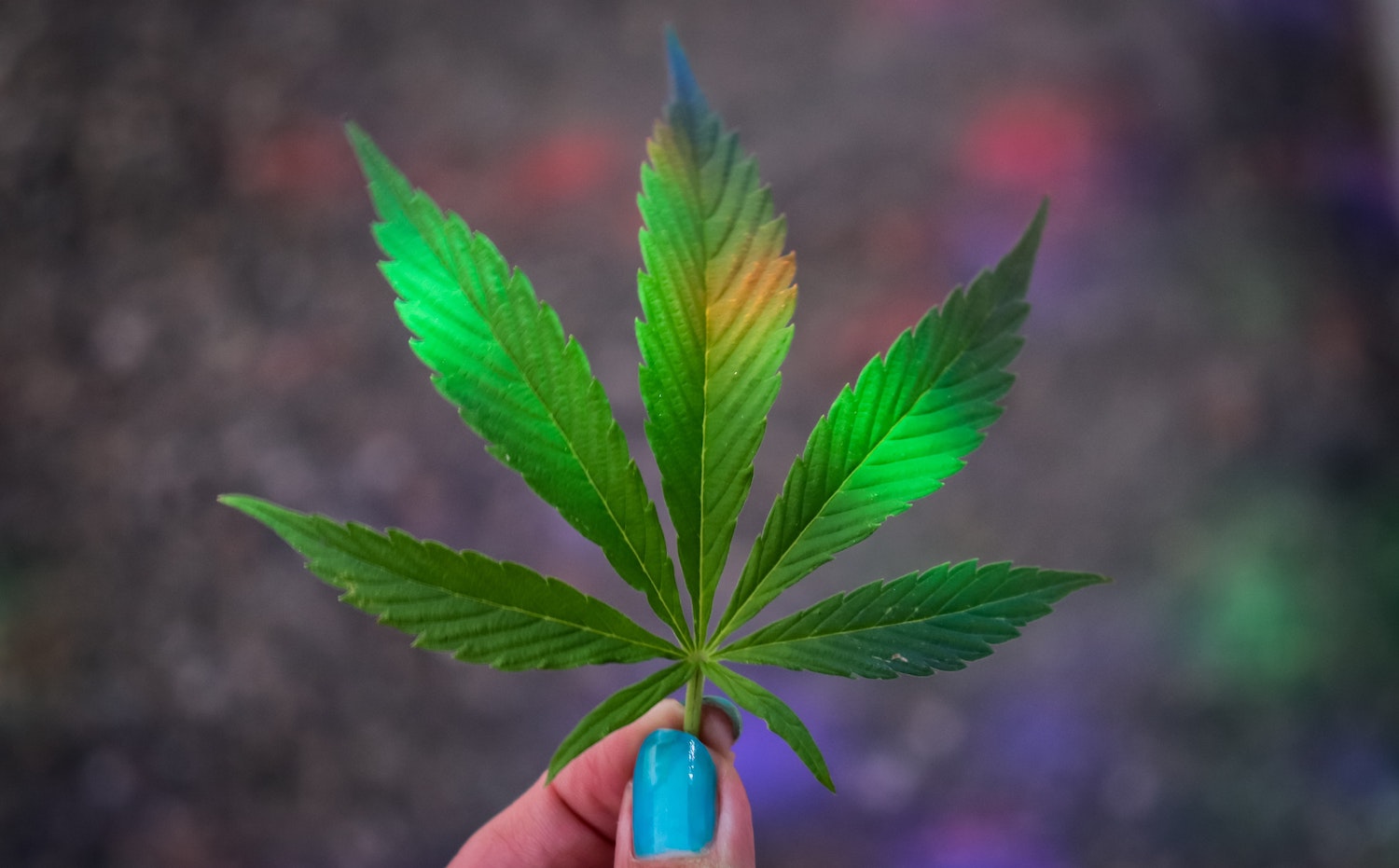 Major Differences Between Indica and Sativa