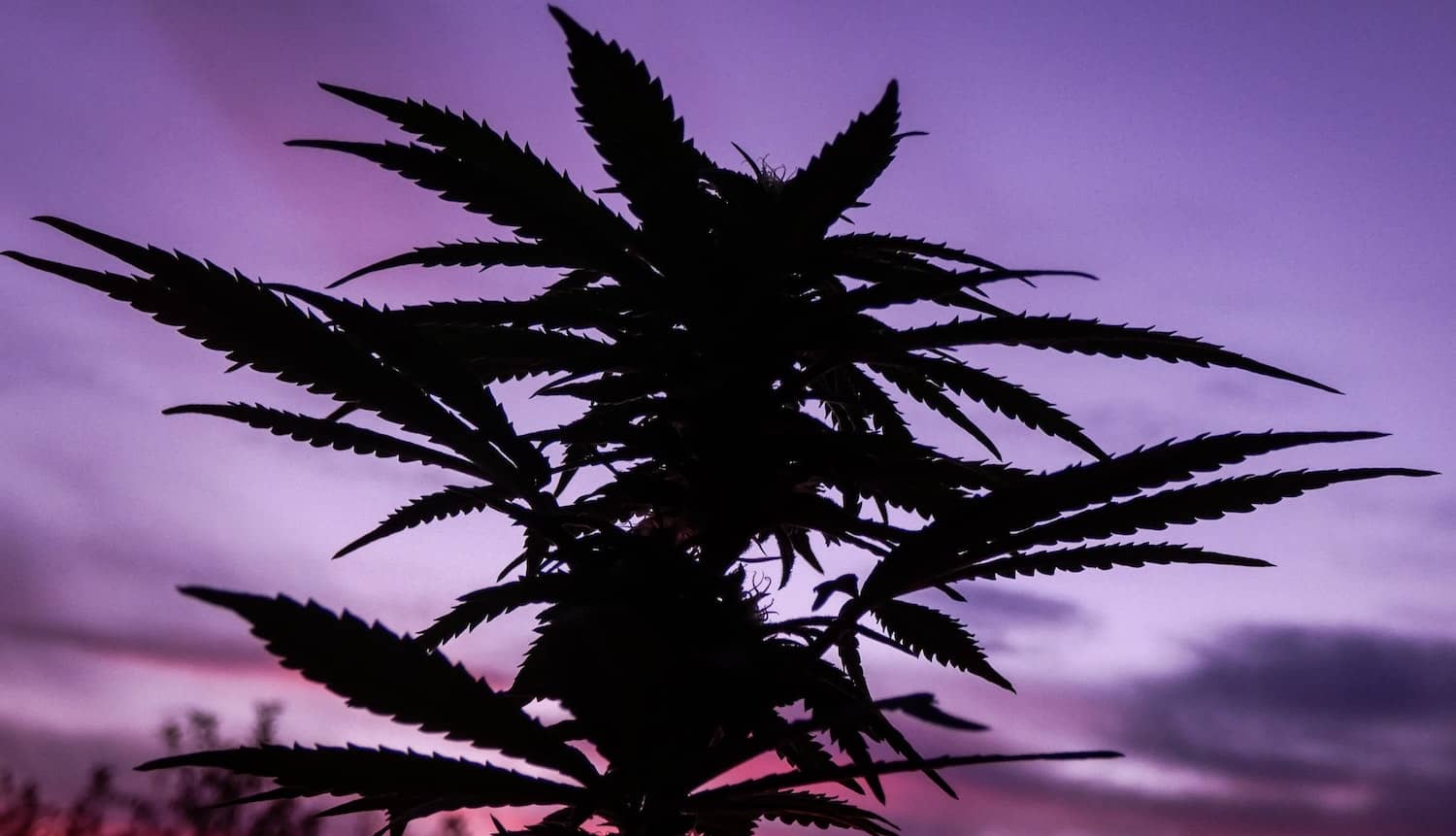 cannabis festivals 2023