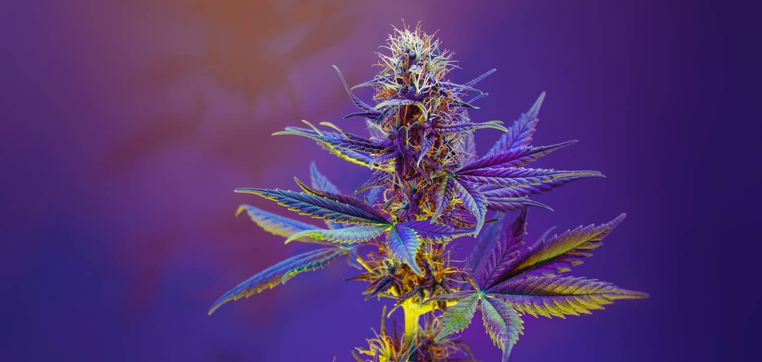 best weed in Vegas